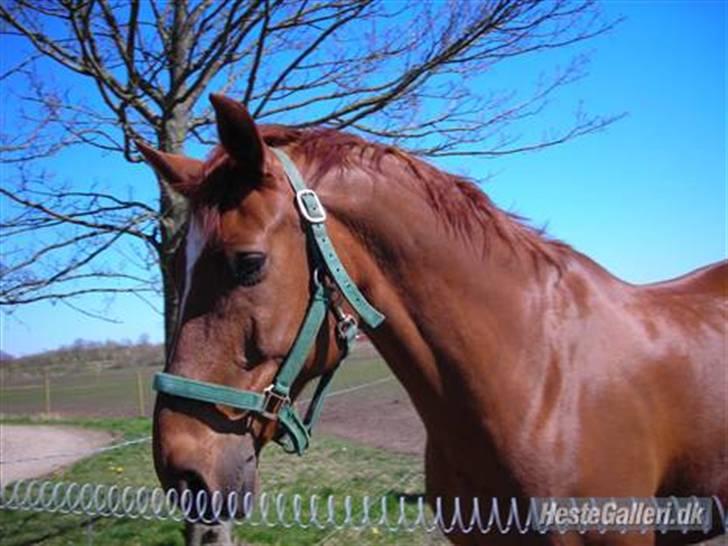 Anden særlig race Figaro  -  xD billede 3