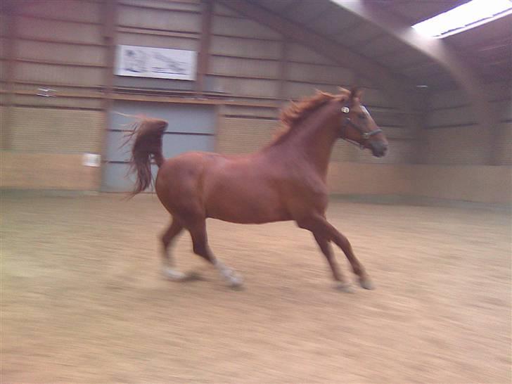 Anden særlig race Figaro  - Nice Hale ! :b billede 4