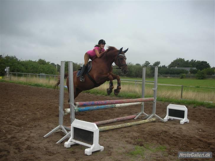 Anden særlig race Figaro  - fotograf: maria K. <3 billede 5