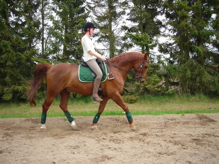 Anden særlig race Figaro  - Dressur :) billede 6