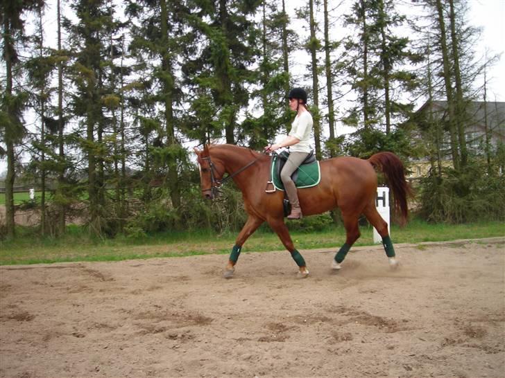 Anden særlig race Figaro  - » F I G A R O ! (L) ´ haha. billede 7