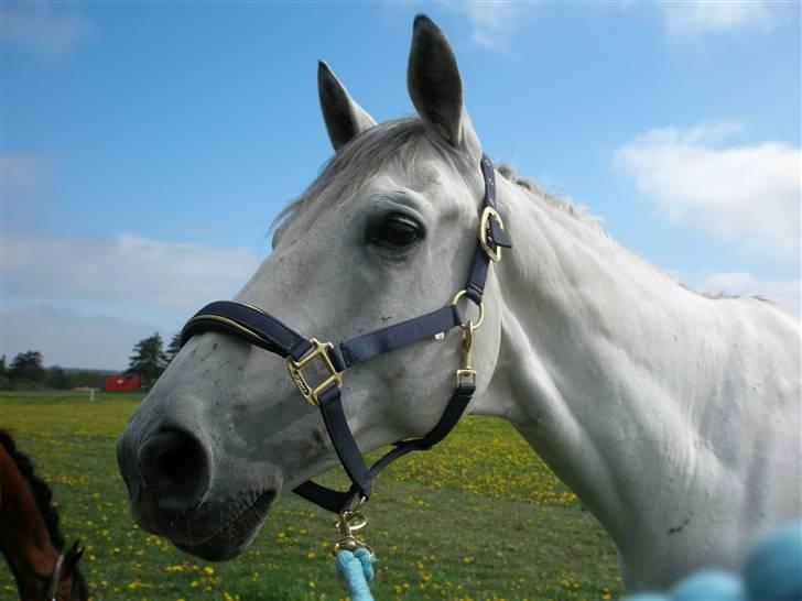 Dansk Varmblod Laiduc Attrup billede 4