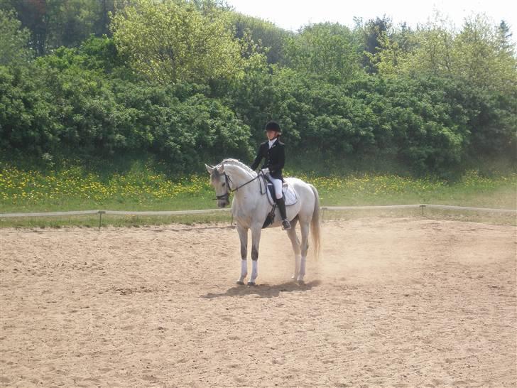 Dansk Varmblod Laiduc Attrup billede 5