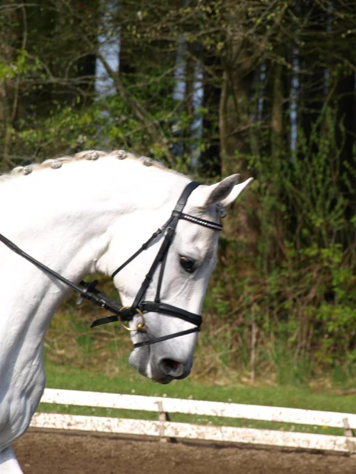 Dansk Varmblod Laiduc Attrup - Morsø 2008 (Foto: Sofie Slot) billede 6