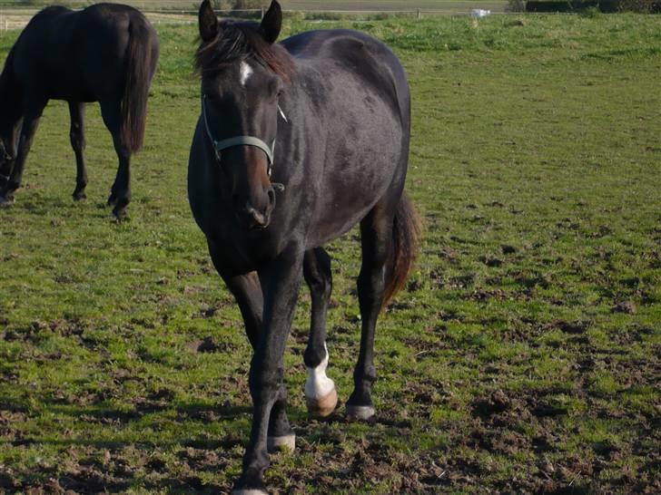 Oldenborg Sigersholmgårds Uno-boy - Et billed fra før jeg købte ham, Foto Mig billede 12