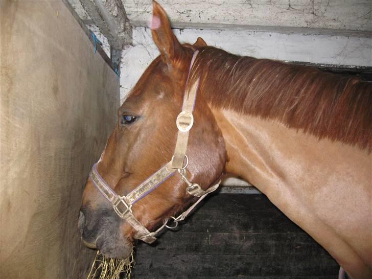 Dansk Varmblod Dharma (Har ny ejer) - Jeg står altså lige og spiser mor ! Kan man få lidt madro?? billede 13