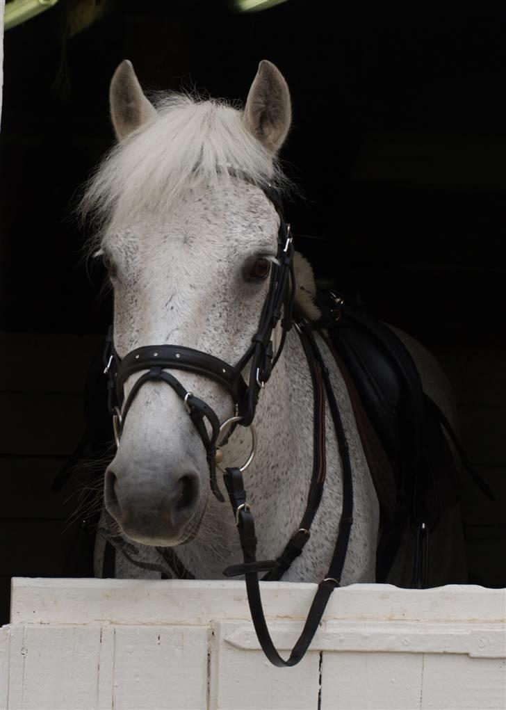 Irsk Sportspony | Mistys Dream *Solgt* - *4* Den smukke i boksen.. Foto: Mig billede 4