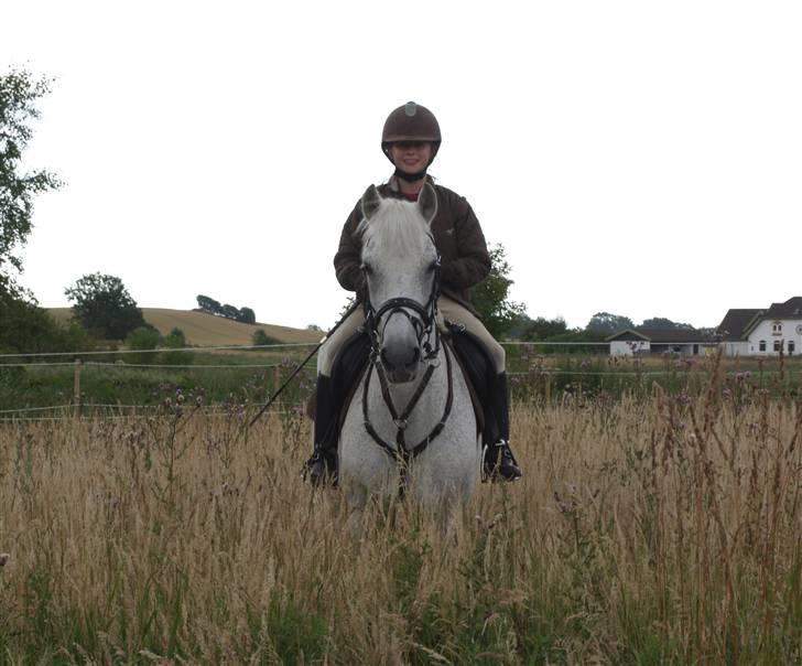 Irsk Sportspony | Mistys Dream *Solgt* - *7* Sommerhygge, hvor er de søde! <3 Foto: Min mor billede 7