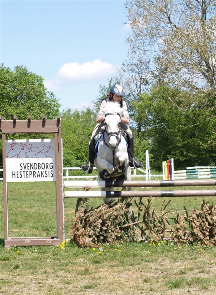 Irsk Sportspony | Mistys Dream *Solgt* - *13* Dygtig pony til springtrænig xD Foto: Min mor billede 13