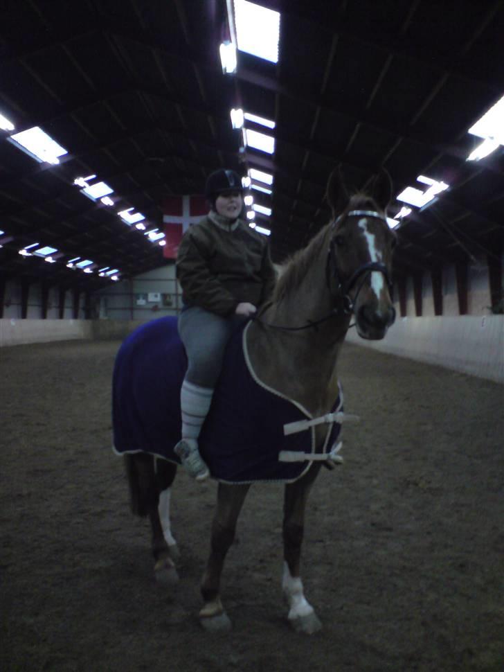 Dansk Varmblod Ullerups Jerterknægt RIP - Næsten lige taget. :) billede 9