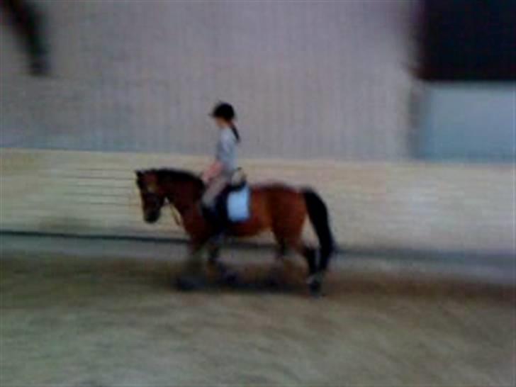 New Forest Don Juan <3 *red engang* - 11# Dressur <3 billede 11