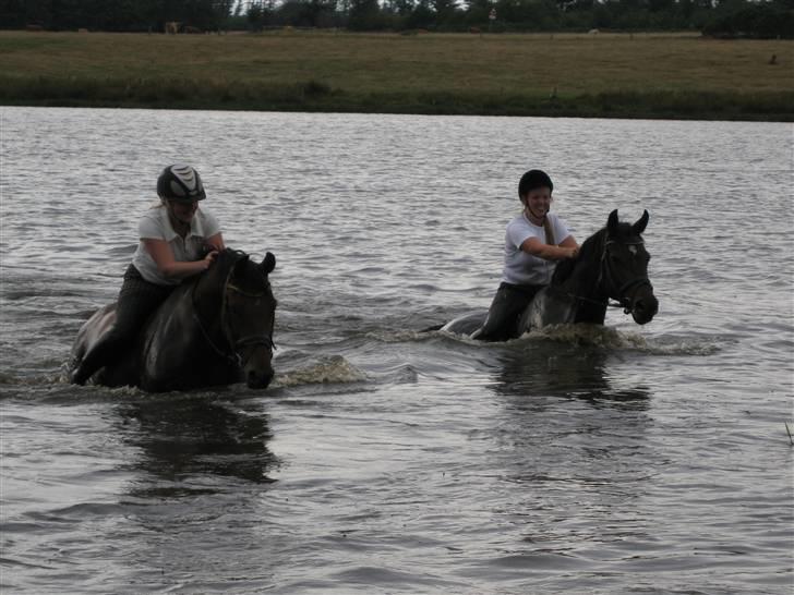 Dansk Varmblod Jægersmindes Lucilla RDH - svømmertur 2009 :-)  billede 6