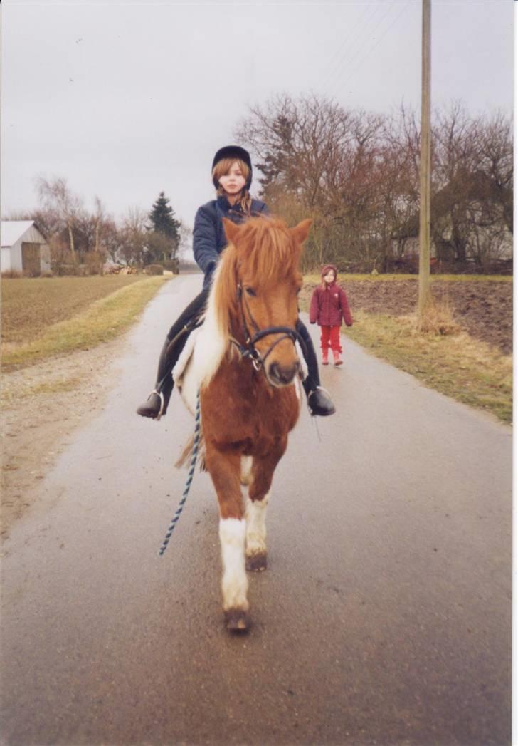 Islænder blanding Felix † Død † - Jeg rider en tur hen ad vejen.. 2 dage efter at jeg har fået ham <3 Februar 2003 billede 11