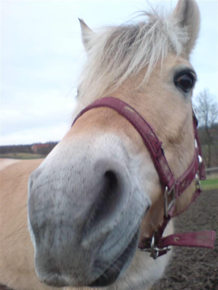 Fjordhest Maegårds Lotti *part* - Hej, siger Lotti, hvad er det for en underlig tingest du har i hånden? :D 2007 billede 4