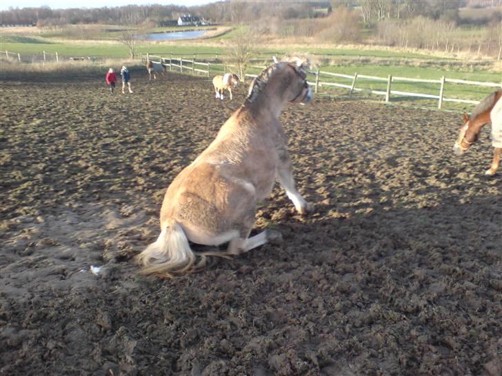 Fjordhest Maegårds Lotti *part* - Skulle lige have en dejlig lille mudder rulle tur.. 2008 billede 5