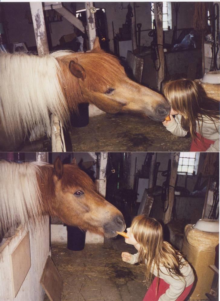 Islænder blanding Felix † Død † - Felix æder en gullerod fra min mund <3 År 2003 billede 15