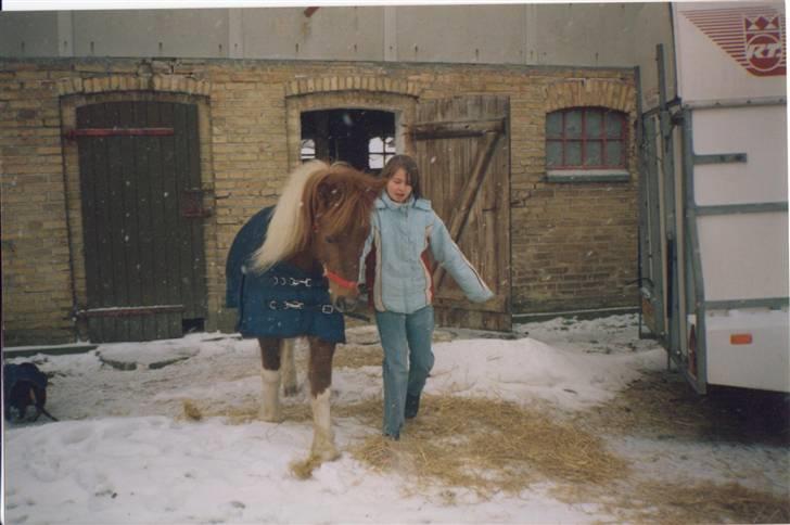 Islænder blanding Felix † Død † - Jaah ! Nu skal jeg på fold, og det sneer ! :D billede 18