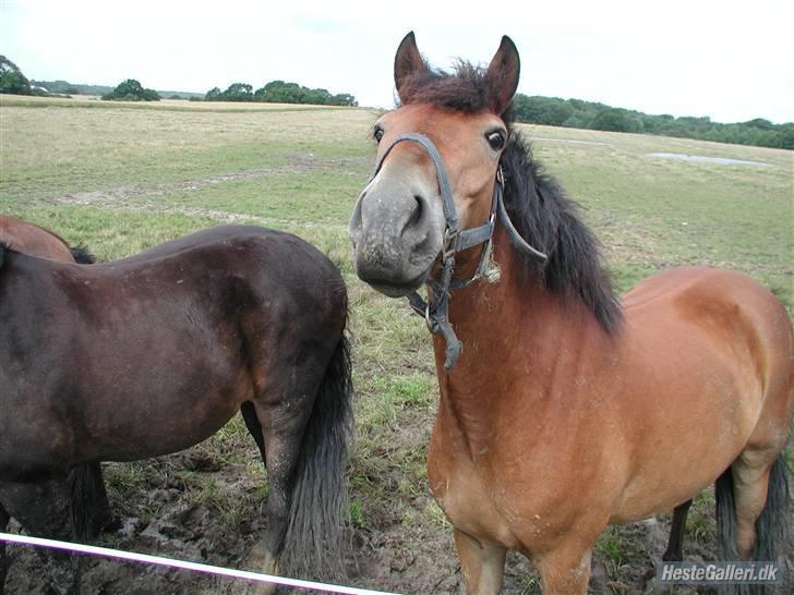 New Forest Tanholt Lukas *Halvpart* billede 2