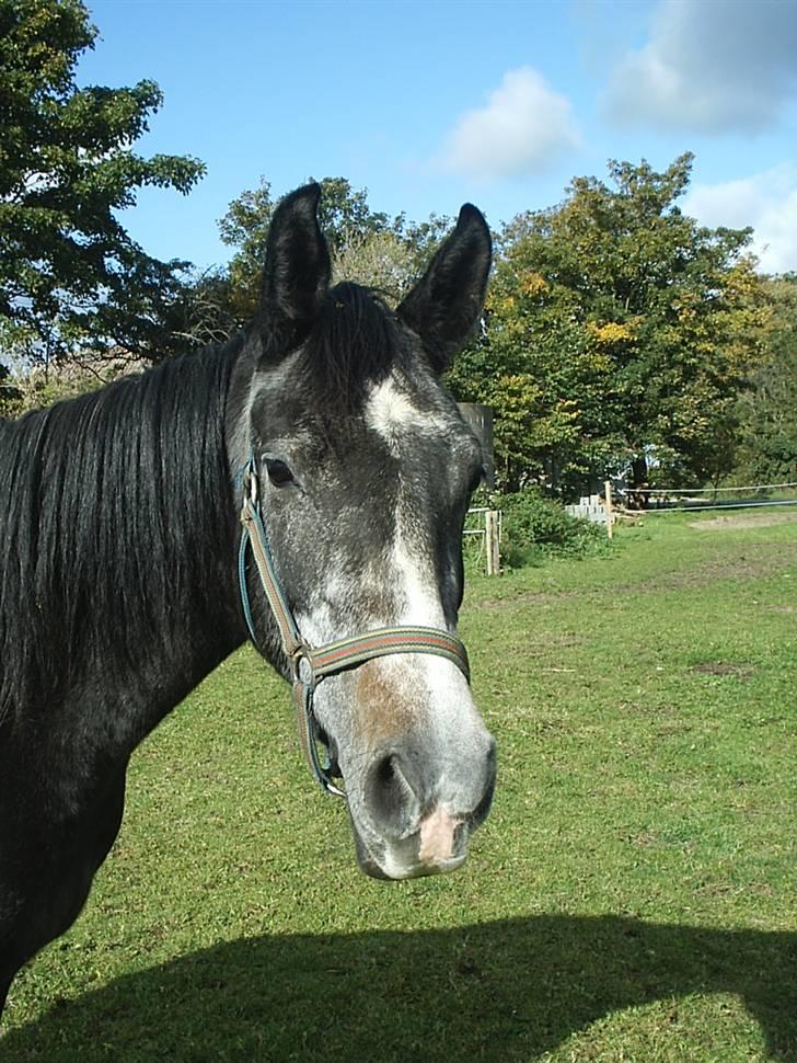 Shagya Araber (SH) Anubis Wraa billede 1