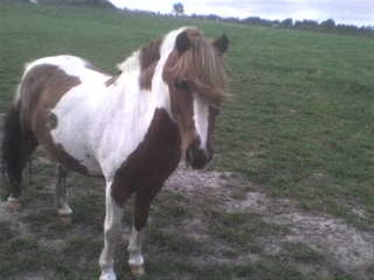 Anden særlig race Ni-Chan´s Babyboy - Bebse på fold :) billede 16