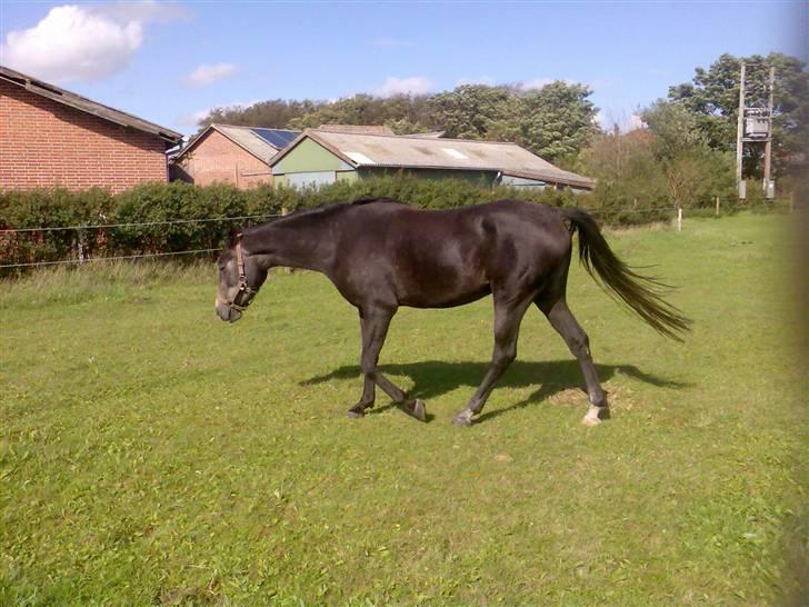 Shagya Araber (SH) Anubis Wraa billede 2