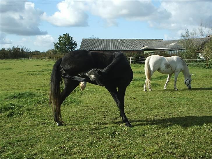 Shagya Araber (SH) Anubis Wraa - Øøøvvvv... der er noget der bider.....  billede 3