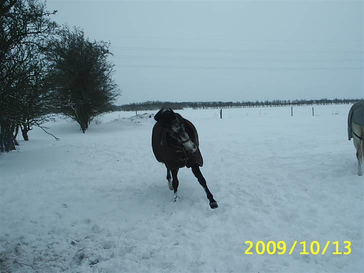 Shagya Araber (SH) Anubis Wraa billede 4