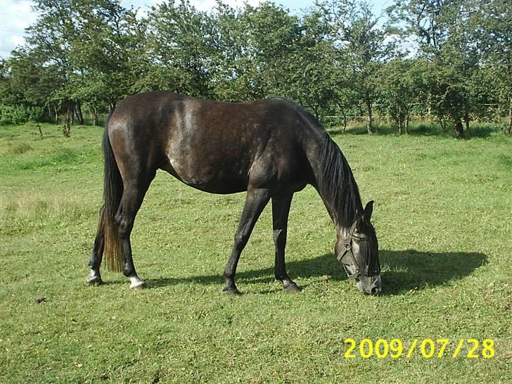 Shagya Araber (SH) Anubis Wraa billede 5