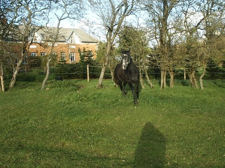 Shagya Araber (SH) Anubis Wraa billede 6