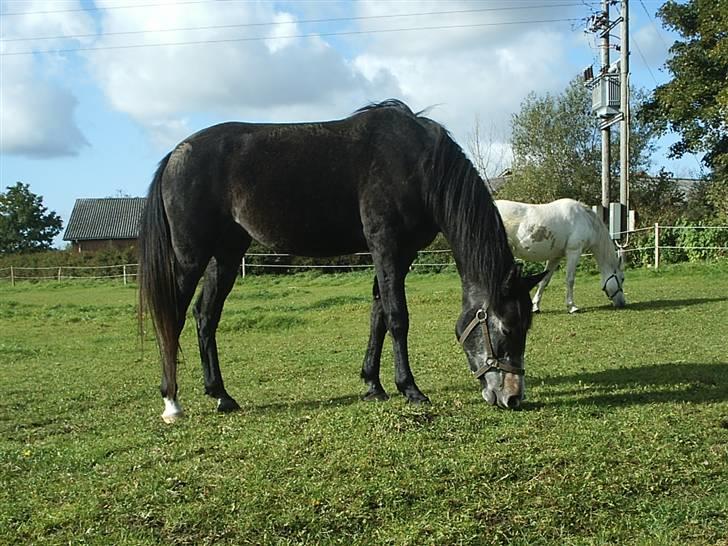 Shagya Araber (SH) Anubis Wraa - Okt. 2008 billede 7