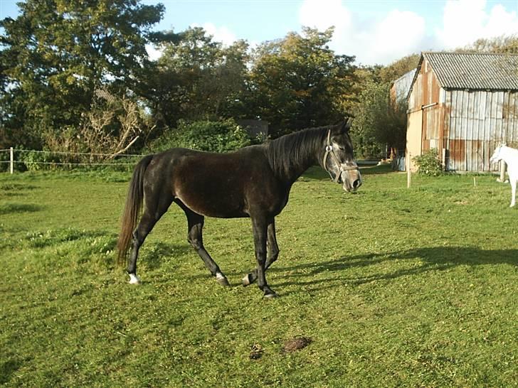 Shagya Araber (SH) Anubis Wraa billede 8