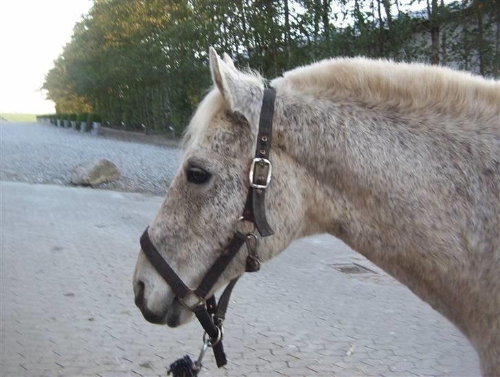 Anden særlig race Oliver*R.I.P -17/12 2007* - Oliver :D billede 16