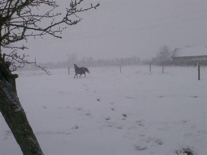 Shagya Araber (SH) Anubis Wraa - 16 dec 2009 billede 9