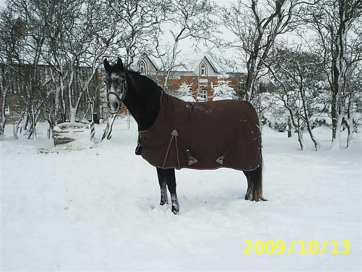 Shagya Araber (SH) Anubis Wraa billede 11