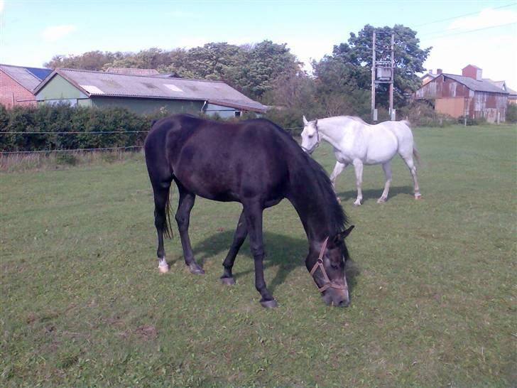 Shagya Araber (SH) Anubis Wraa billede 13