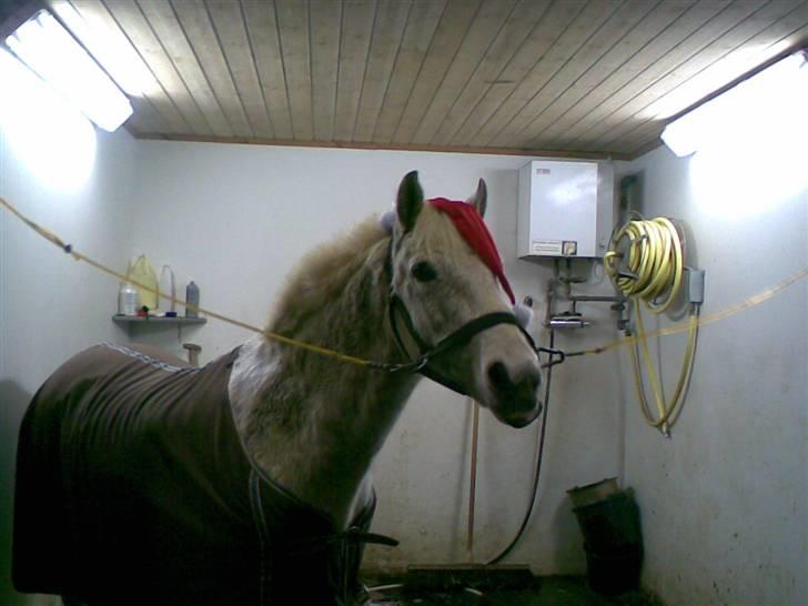 Anden særlig race Oliver*R.I.P -17/12 2007* - Oliver :D han fik nissehue på for at han kunne nå at holde lidt jul <3 (ca. 2 timer før aflivningen) billede 19