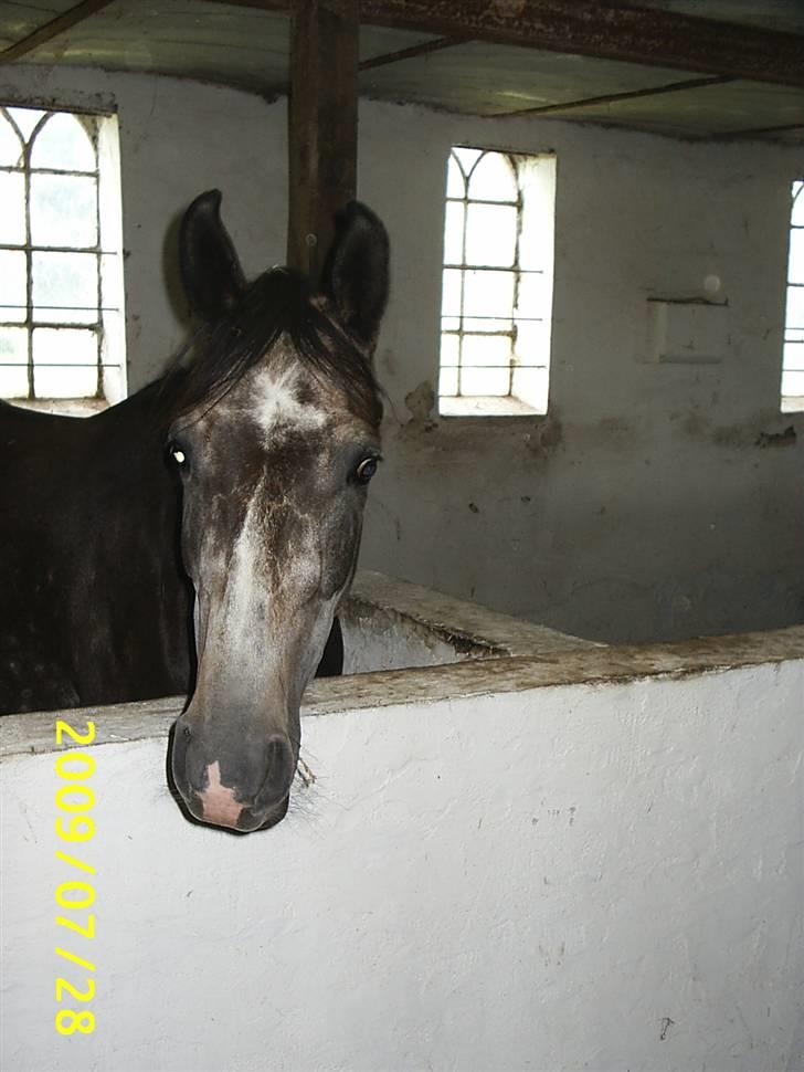 Shagya Araber (SH) Anubis Wraa billede 14