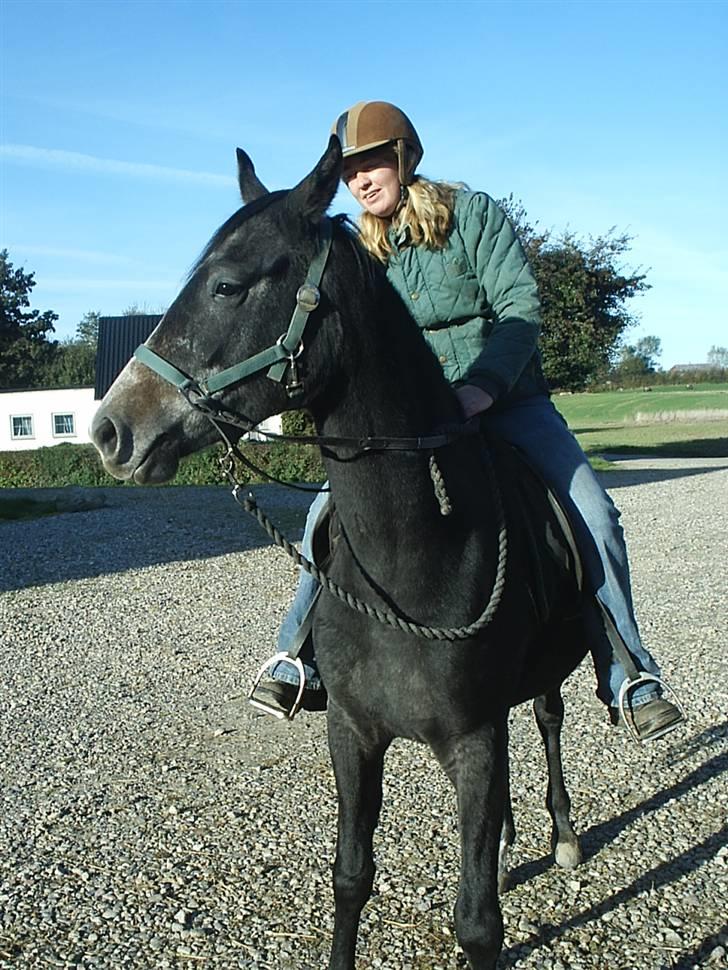 Shagya Araber (SH) Anubis Wraa - Hmm hun snakker til mig fra oven.... billede 15