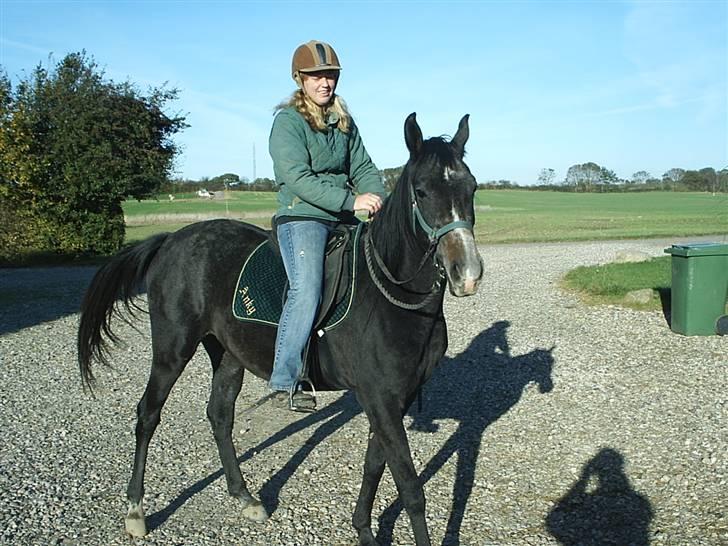 Shagya Araber (SH) Anubis Wraa billede 16