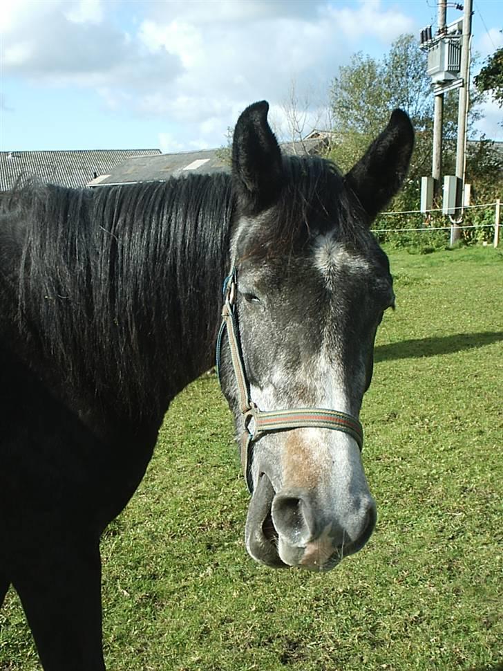 Shagya Araber (SH) Anubis Wraa billede 17