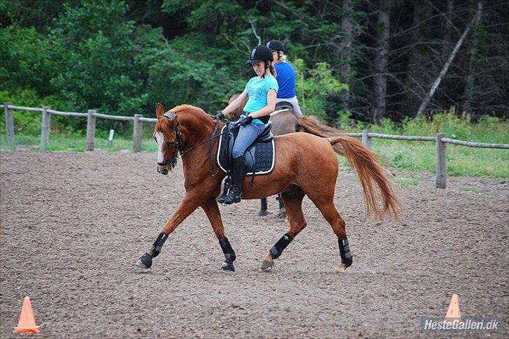 Anden særlig race Filur - Undervisning hos Vibsen. Foto: Natascha billede 2