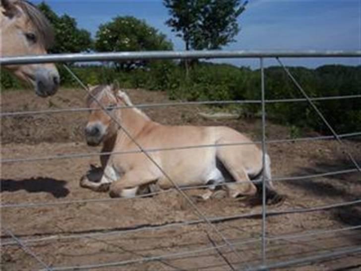 Fjordhest Mickey - Er du vågen nu? billede 2