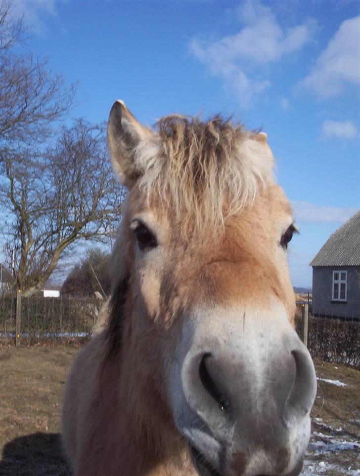 Fjordhest Mickey - Jamen hej Mickey :D billede 6