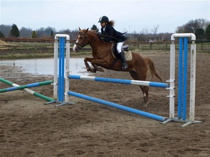 Hollandsk Sportspony Mady B-pony solgt - 8. Spring stævne :P billede 8