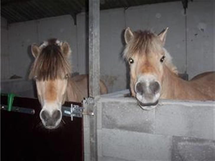 Fjordhest Mickey - Mickey og Saigon i deres nye bokse billede 7