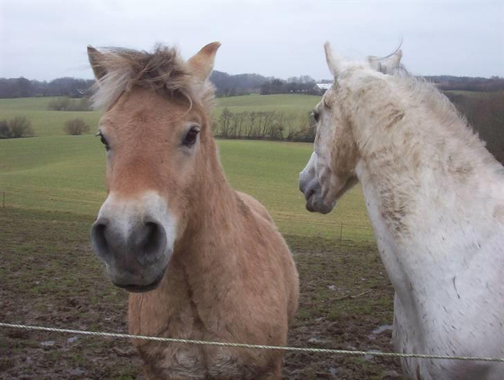 Fjordhest Mickey - Mickey og Duracell billede 9