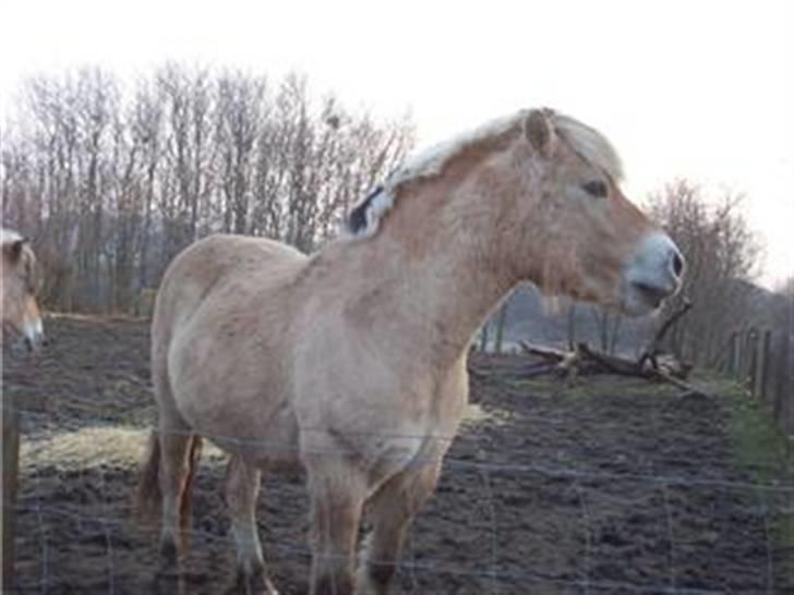 Fjordhest Mickey - Mickey - lidt gammelt billede billede 10