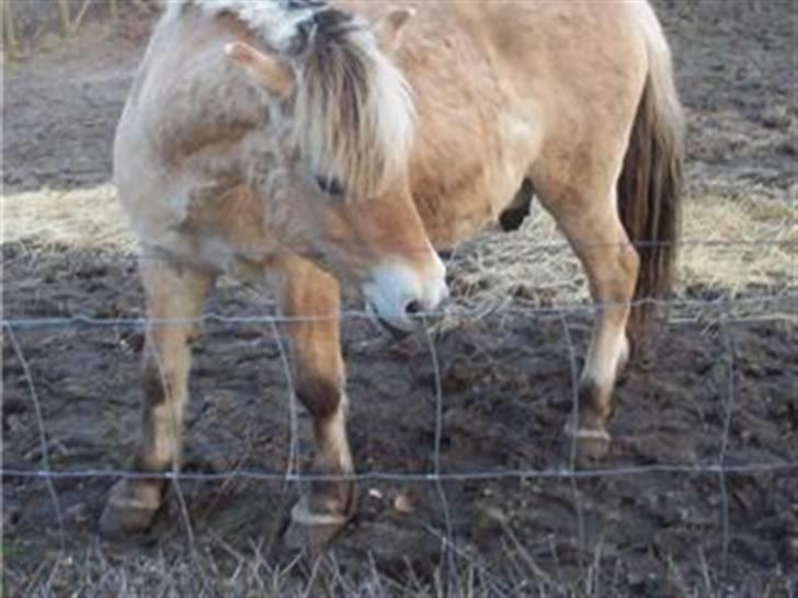 Fjordhest Mickey - Mickey. Lidt gammelt billede billede 11