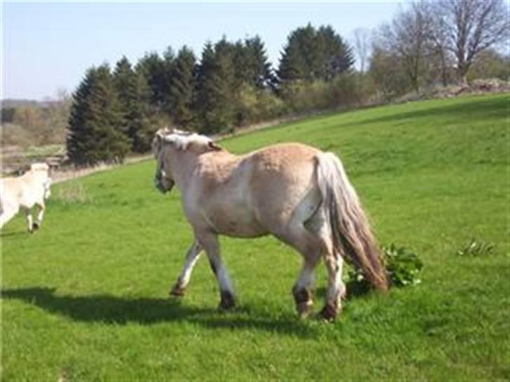 Fjordhest Mickey - Mickey på fold billede 12