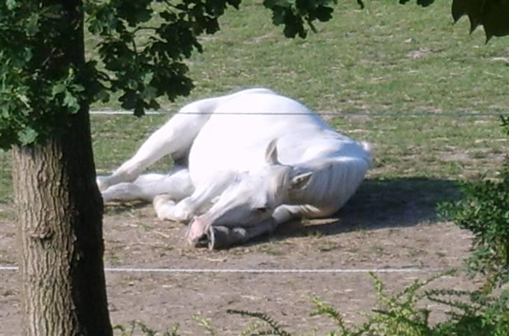 Anden særlig race Cille<3 - Cille ligger ned en sommer morgen og snorker:) billede 6